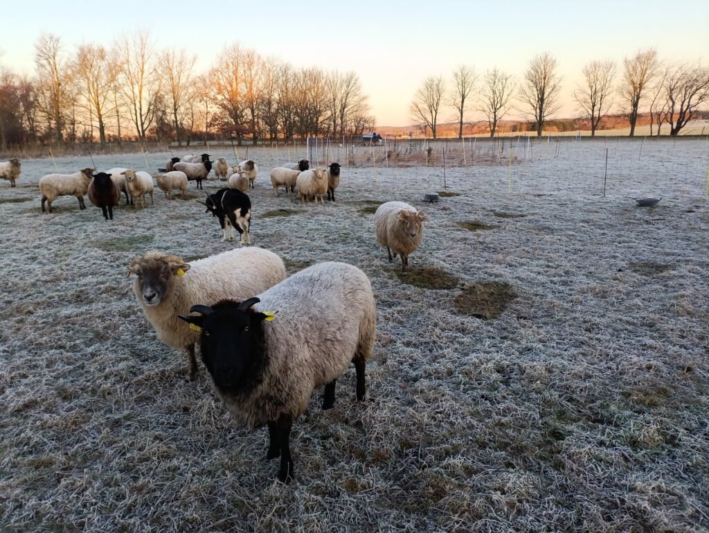 16/1/26 ertebøllefår
