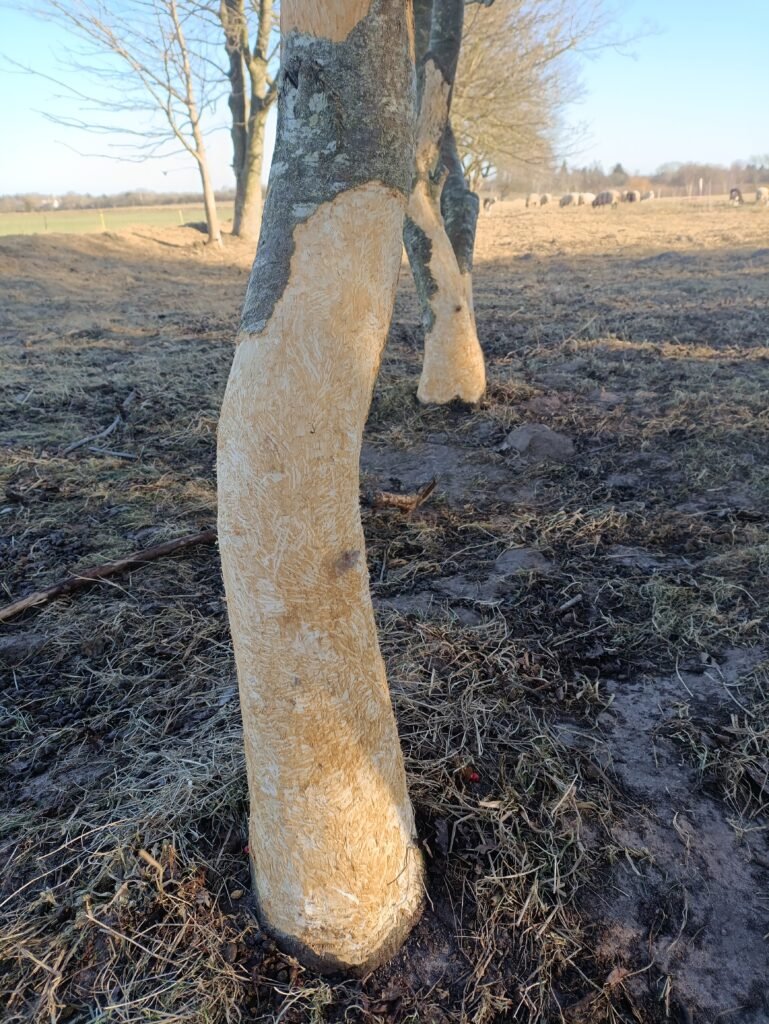 3/2/26 img 20260203 135127