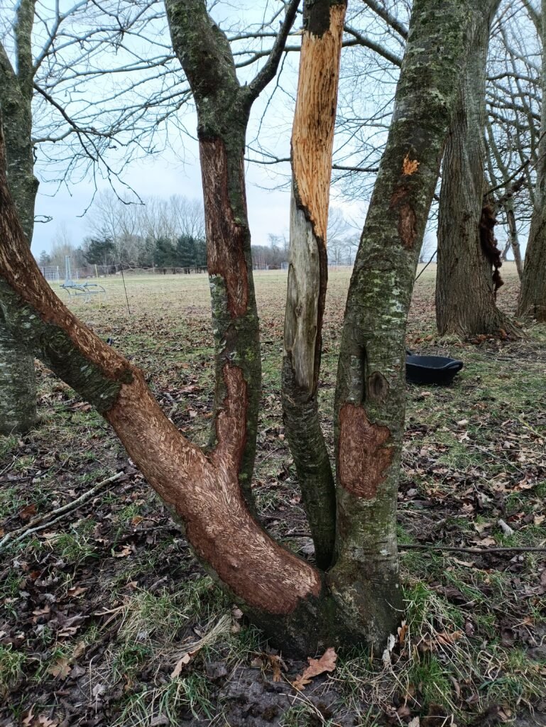 3/2/26 afbarket træ