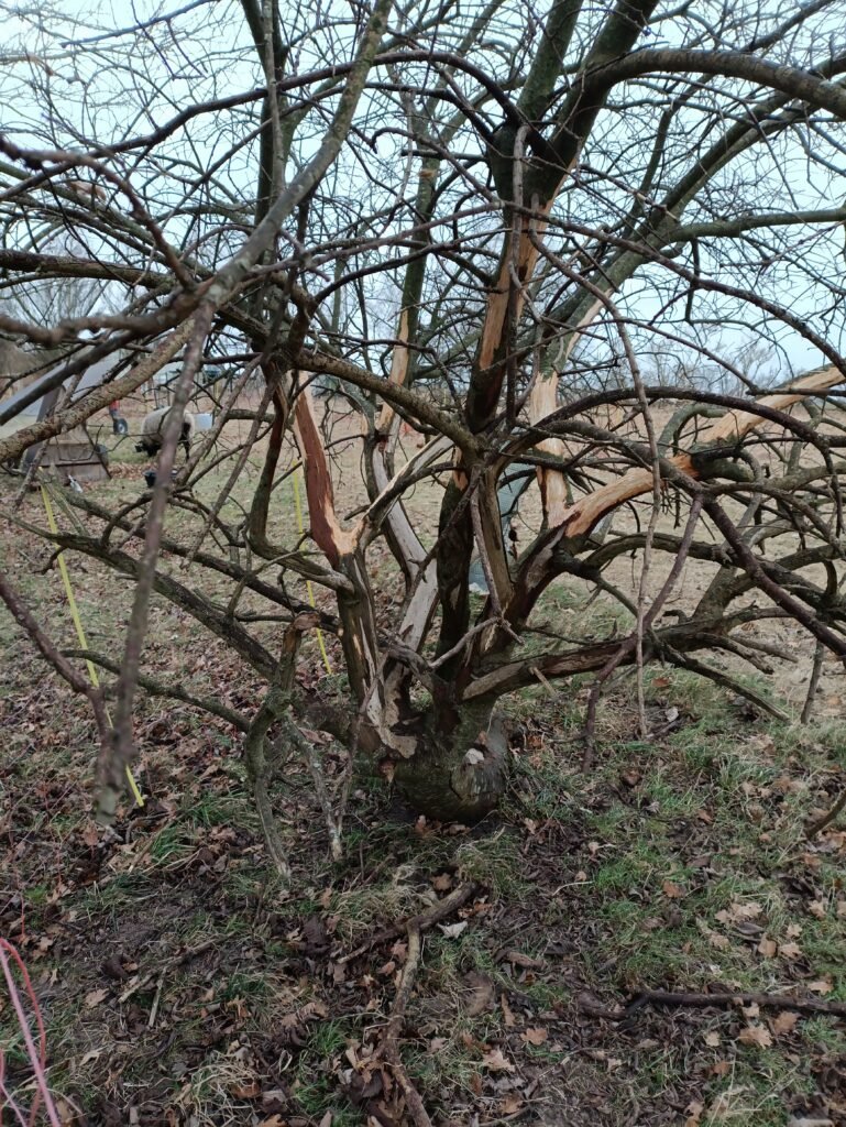3/2/26 afbarket træ