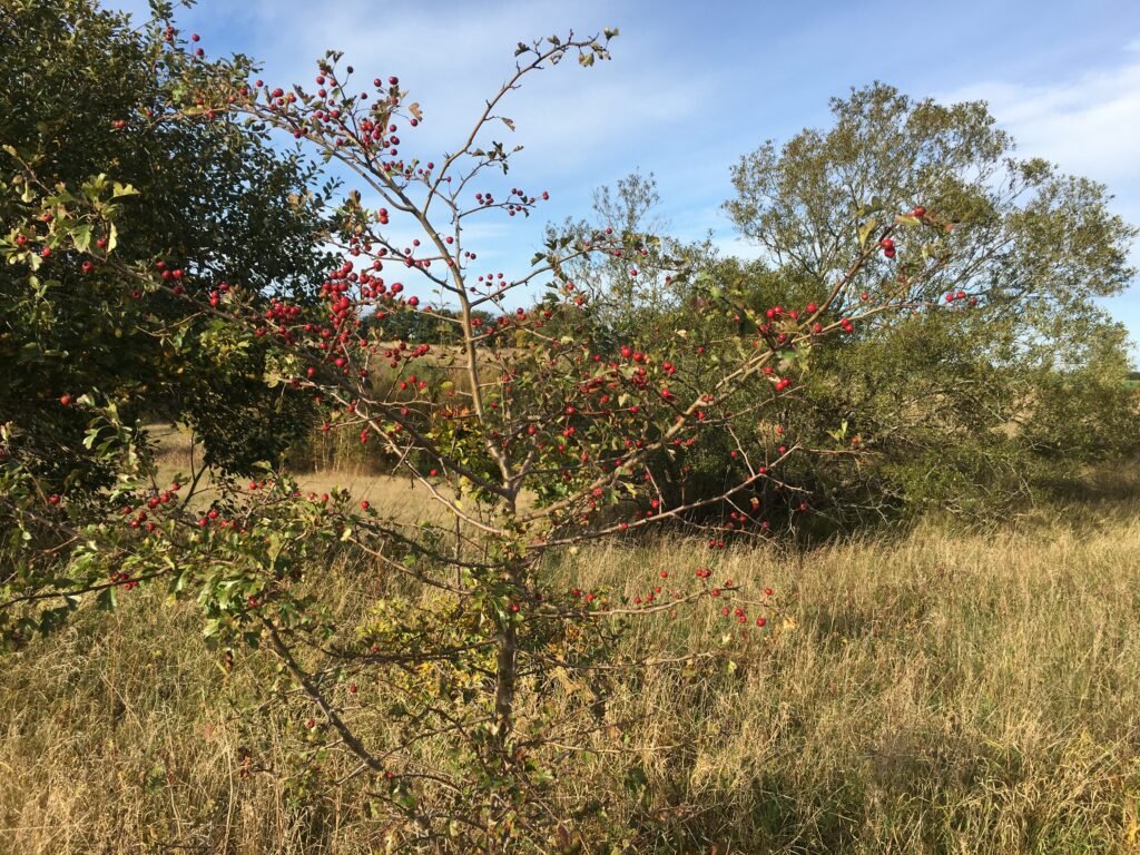 img 0931