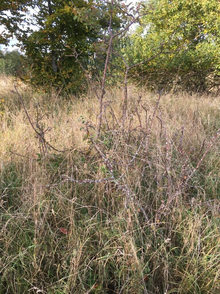img 0935