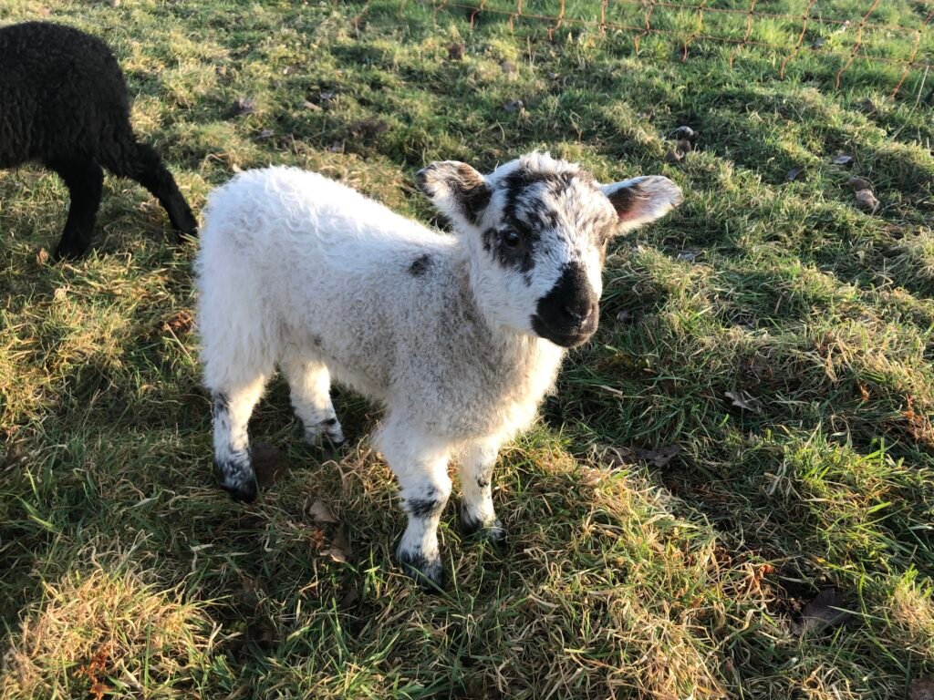img 9396